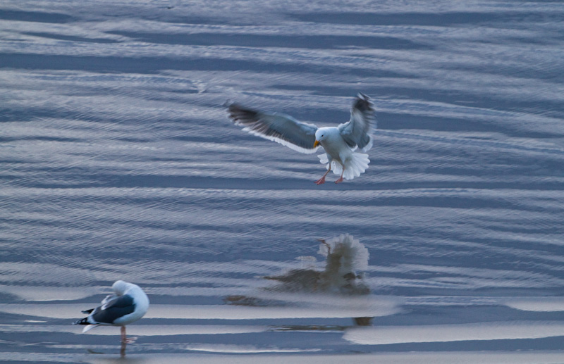 Gull Landing On Beach